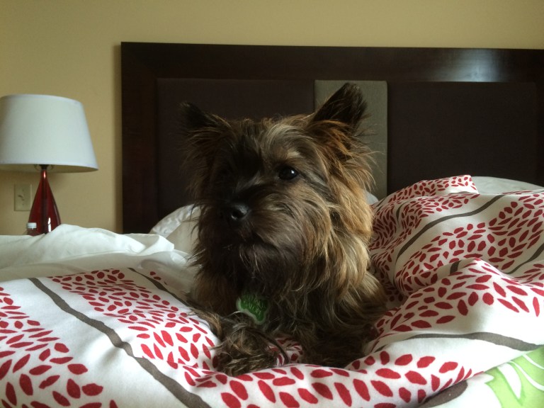 Whisky on the Hotel Bed